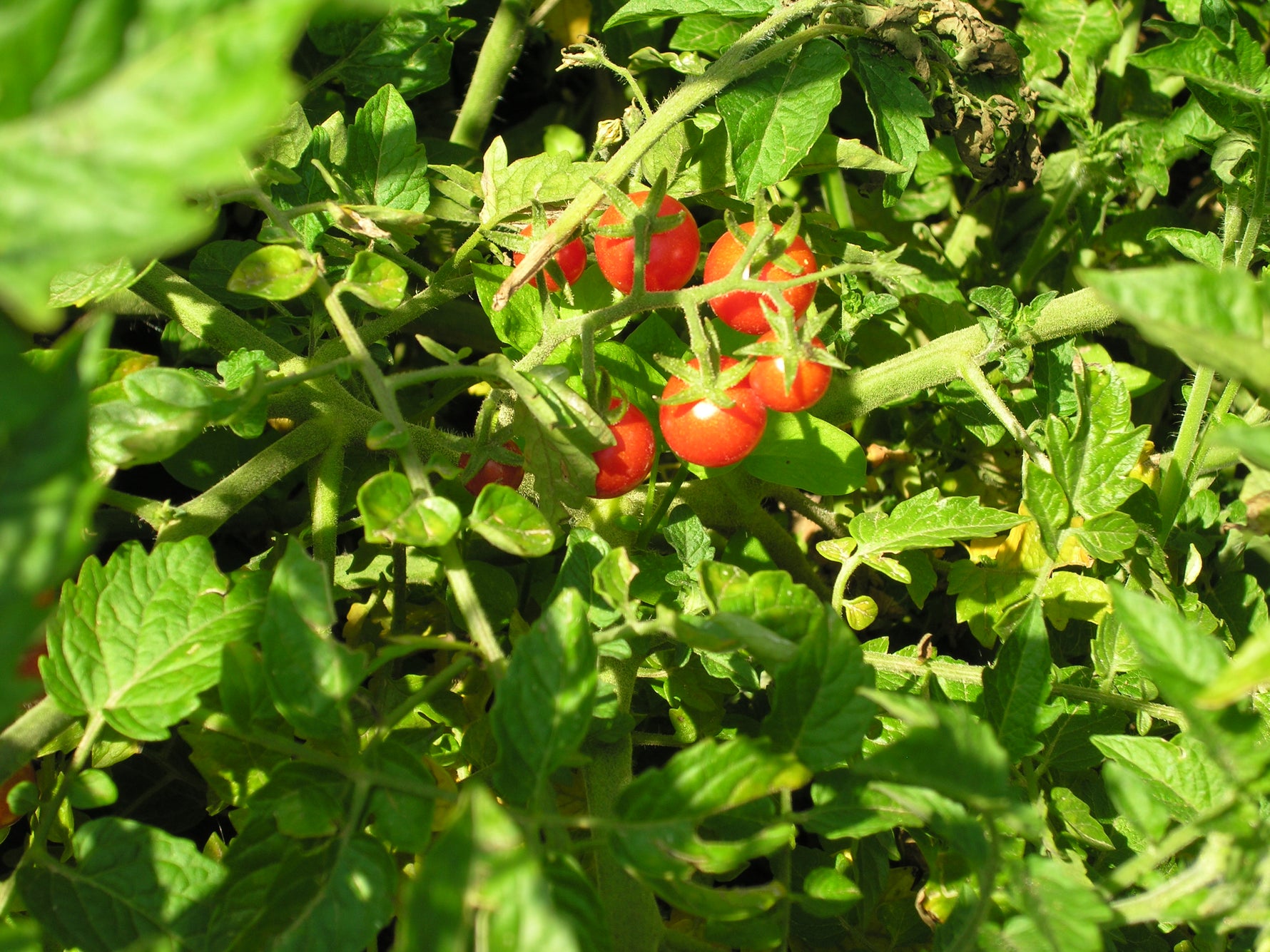 BIO Saatgut Wildtomate Rote Murmel