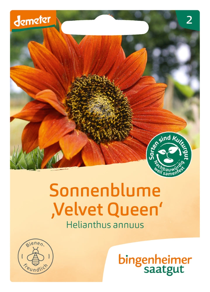 BIO Saatgut Sonnenblume "Velvet Queen"