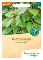 BIO Saatgut Klettersalat Malabarspinat