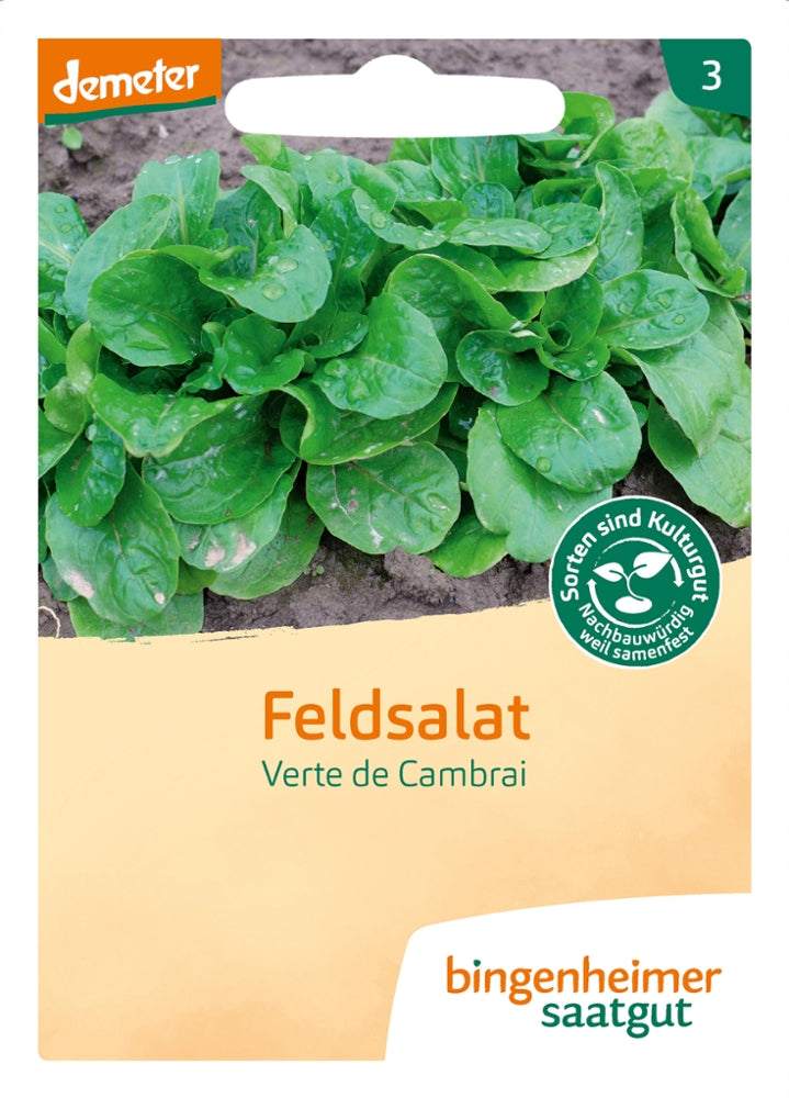 BIO Feldsalat „Verte de Cambrai“ von Bingenheimer Saatgut samenfeste, sehr winterharte Feldsalatsorte
