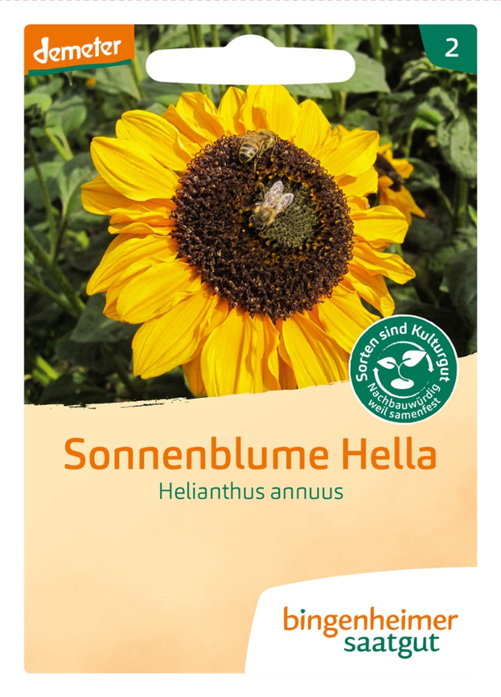 BIO Saatgut Sonnenblume Hella – Biogartenladen