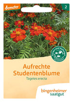 Tagetes erecta