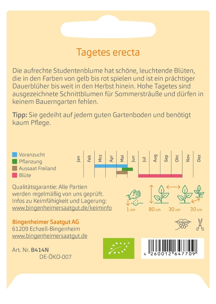 Hohe Posterstudenblume Kulturanleitung