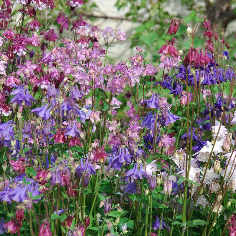 BIO Saatgut Gartenakelei Mischung