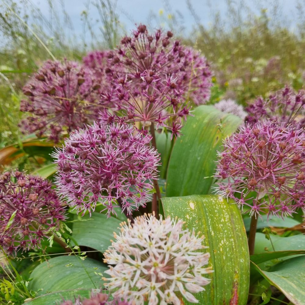 BIO Blumenzwiebeln Allium karataviense