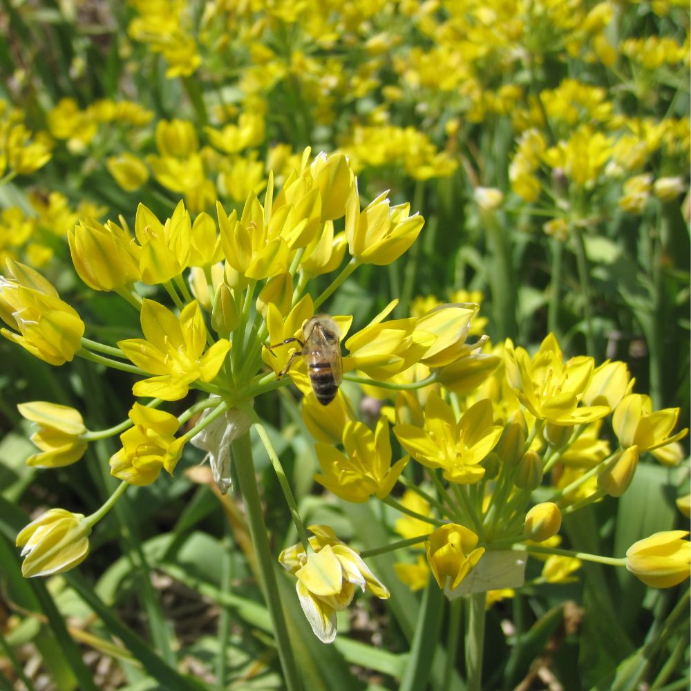 BIO Blumenzwiebeln Allium moly ‘Jeannine‘