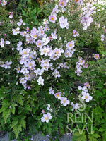 BIO Saatgut Herbstanemone