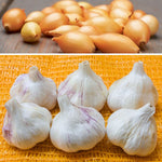 BIO Herbstpflanz-Set mit Pflanzknoblauch Thermidrome und Wintersteckzwiebeln Shakespeare für die Pflanzung im Herbst.