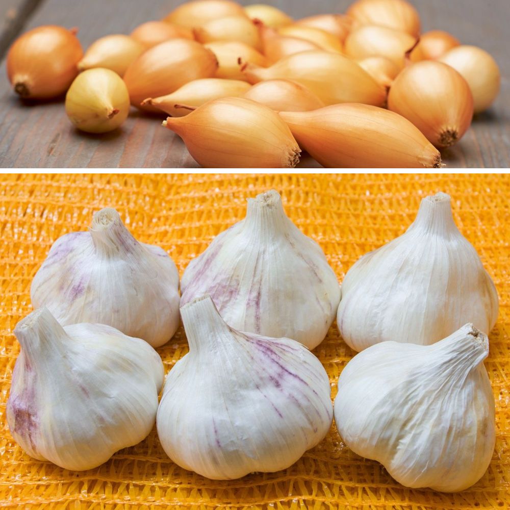 BIO Herbstpflanz-Set mit Pflanzknoblauch Thermidrome und Wintersteckzwiebeln Shakespeare für die Pflanzung im Herbst.
