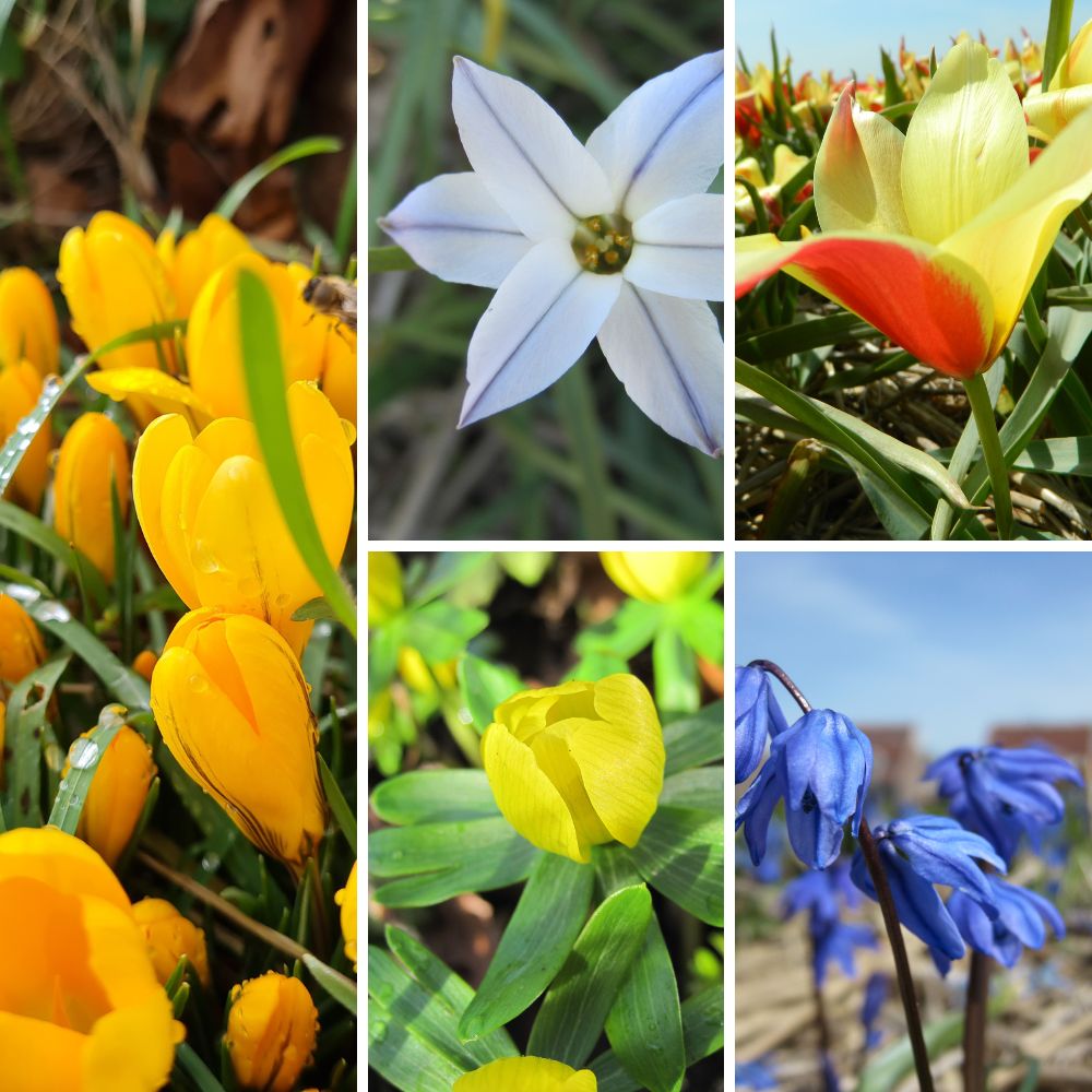BIO Blumenzwiebel-Set „Wilder Frühling“ mit Krokus Gelber Riese, Frühlingsstern, Wildtulpe Taco, Winterling und Scilla siberica für einen naturnahen Frühlingsgarten.