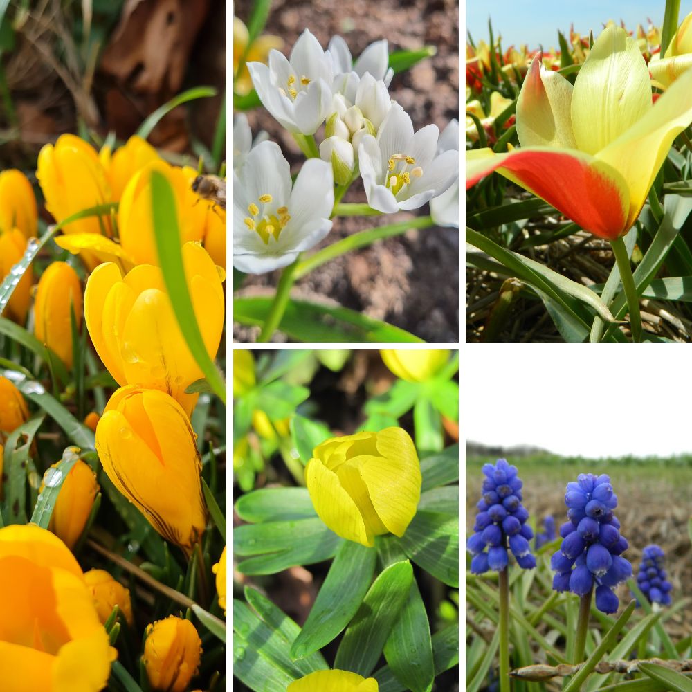 BIO Blumenzwiebel-Set „Wilder Frühling“ mit Krokus Gelber Riese, Milchstern, Wildtulpe Taco, Winterling und Traubenhyazinthe für einen naturnahen Frühlingsgarten.