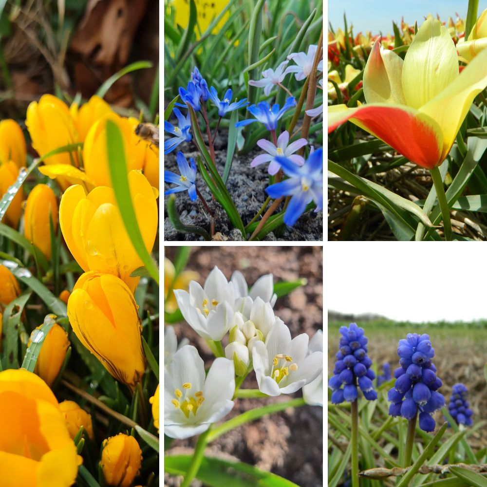 BIO Blumenzwiebel-Set „Wilder Frühling“ mit Krokus Gelber Riese, Milchstern, Wildtulpe Taco, Schneestolz Mischung und Traubenhyazinthe für einen naturnahen Frühlingsgarten.