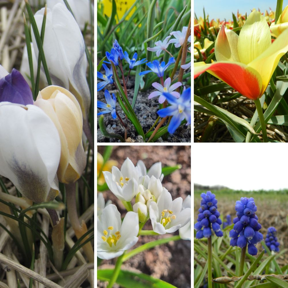 BIO Blumenzwiebel-Set „Wilder Frühling“ mit Wildkrokus Mischung, Milchstern, Wildtulpe Taco, Schneestolz Mischung und Traubenhyazinthe für einen naturnahen Frühlingsgarten.