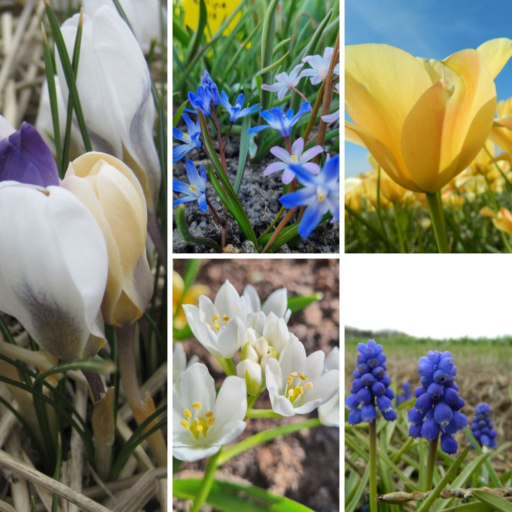 BIO Blumenzwiebel-Set „Wilder Frühling“ mit Wildkrokus Mischung, Milchstern, Wildtulpe batalinii 'Bronze Charm’, Schneestolz Mischung und Traubenhyazinthe für einen naturnahen Frühlingsgarten.