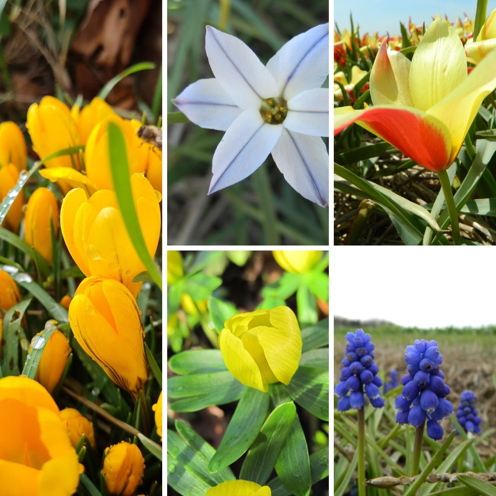 BIO Blumenzwiebel-Set „Wilder Frühling“ mit Krokus Gelber Riese, Frühlingsstern, Wildtulpe Taco, Winterling und Traubenhyazinthe für einen naturnahen Frühlingsgarten.