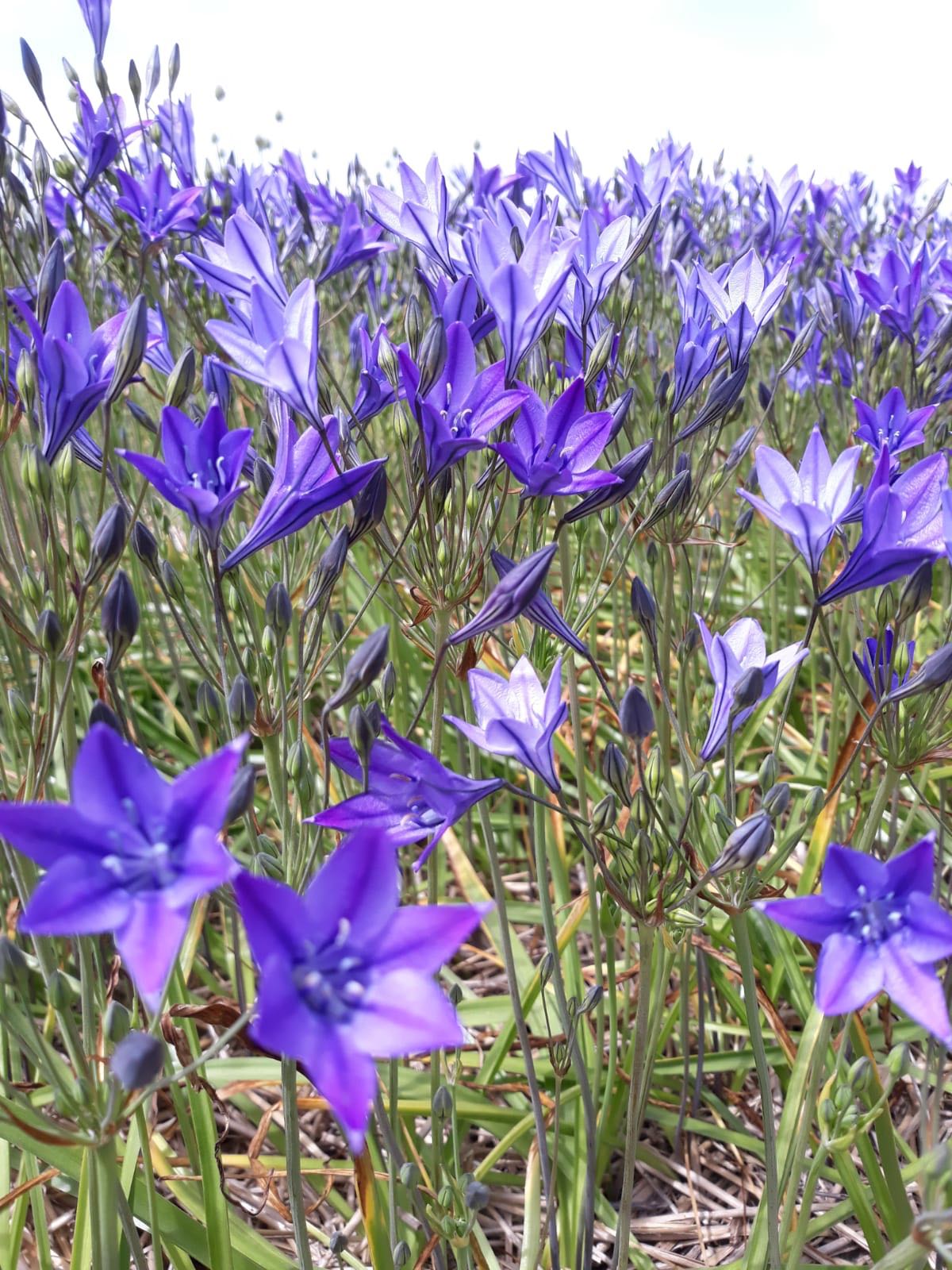 BIO Blumenzwiebeln Blaue Triteleie Corrina
