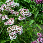 BIO Saatgut Bartnelke in Demeter-Qualität – bunte, mehrjährige Bauerngartenblume mit Blüten in Weiß bis Dunkelrot