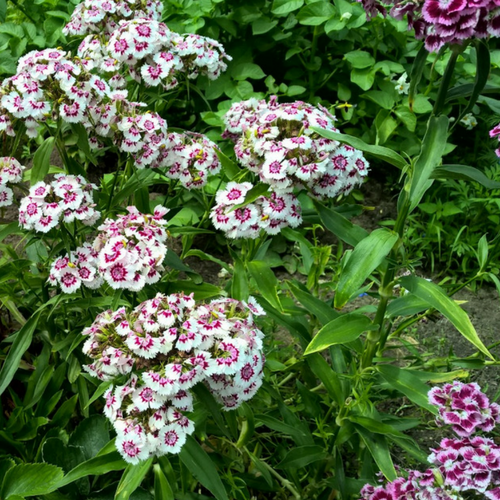 BIO Saatgut Bartnelke in Demeter-Qualität – bunte, mehrjährige Bauerngartenblume mit Blüten in Weiß bis Dunkelrot