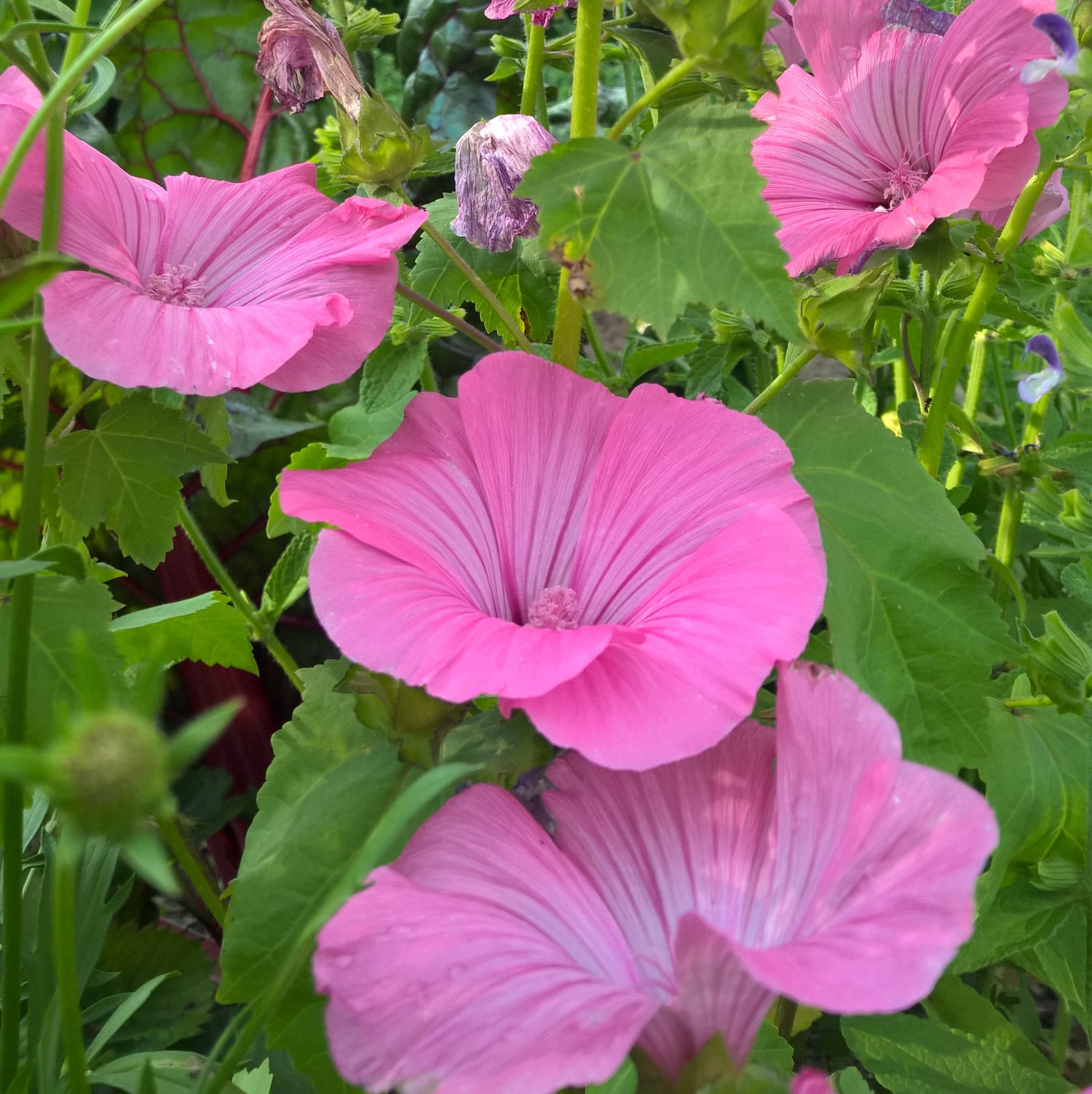 BIO Saatgut Bechermalve