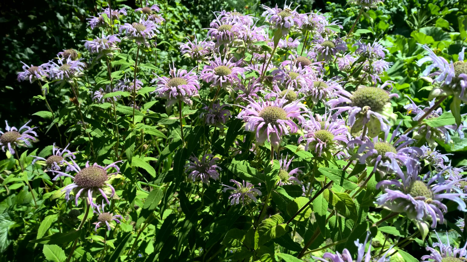 Bergamotte Monarde biogartenladen