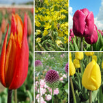 BIO Blumenzwiebel-Set 'Tulpen & Zierlauch' mit den Tulpen Ballerina, Purple Prince und Novi Sun sowie Allium moly Jeannine und Allium sphaerocephalon.