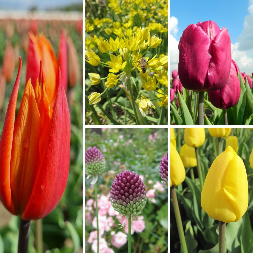 BIO Blumenzwiebel-Set 'Tulpen & Zierlauch' mit den Tulpen Ballerina, Purple Prince und Novi Sun sowie Allium moly Jeannine und Allium sphaerocephalon.