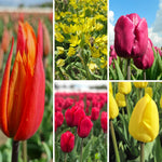 BIO Blumenzwiebel-Set 'Tulpen & Zierlauch' mit den Tulpen Ballerina, Purple Prince, Strong Love und Novi Sun sowie Allium moly Jeannine.