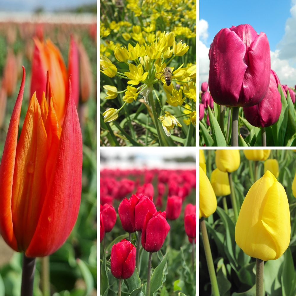 BIO Blumenzwiebel-Set 'Tulpen & Zierlauch' mit den Tulpen Ballerina, Purple Prince, Strong Love und Novi Sun sowie Allium moly Jeannine.