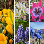 BIO Blumenzwiebel-Set „Wilder Frühling“ mit Krokus, Milchstern, Traubenhyazinthe, Scilla siberica und Wildtulpe Little Beauty als verwilderungsfähige Frühblüher für naturnahe Gärten.