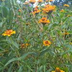 BIO Saatgut Buschzinnie