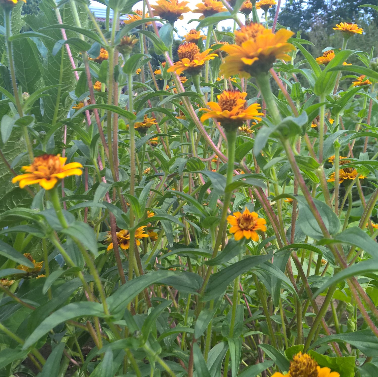 BIO Saatgut Buschzinnie