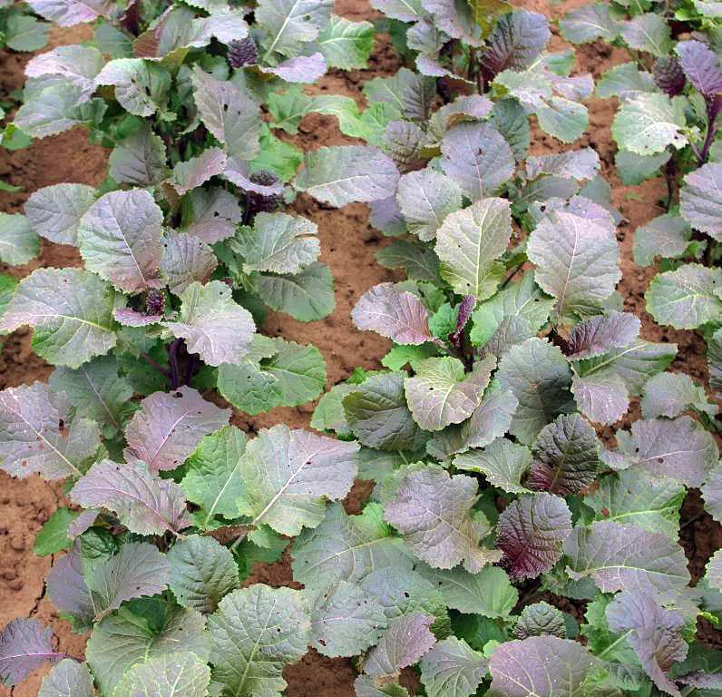 BIO Saatgut Abessinischer Kohl Carina – Biogartenladen