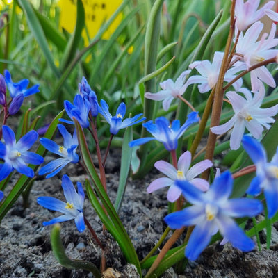 BIO Blumenzwiebeln Schneestolz Mischung 10 Stück