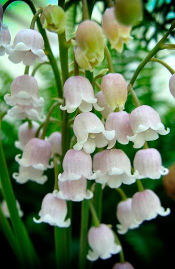 BIO Blumenzwiebeln Maiglöckchen rosa 5 St.