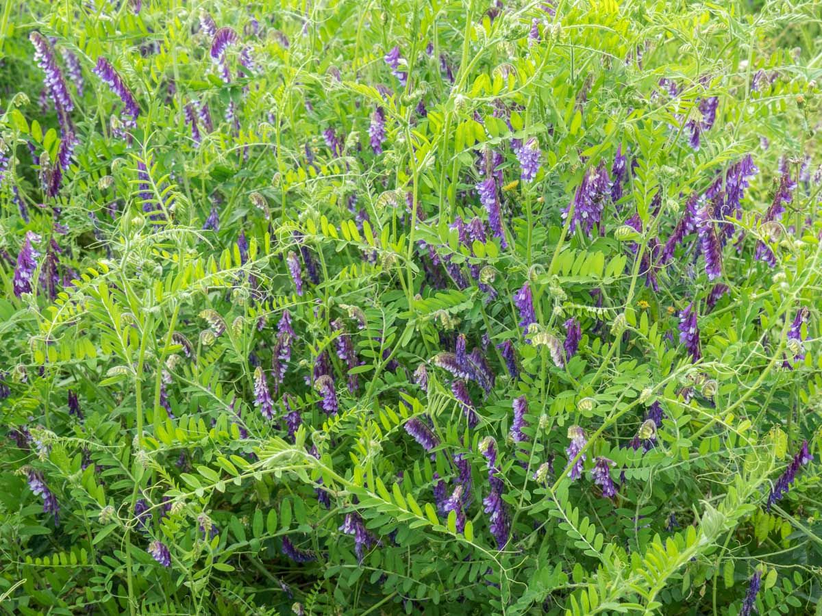 BIO Saatgut Gründüngung Zottelwicke