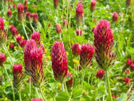 BIO Inkarnatklee Saatgut in EU BIO Qualität – zur Gründüngung, Bodenverbesserung und bienenfreundliche Blühpflanze