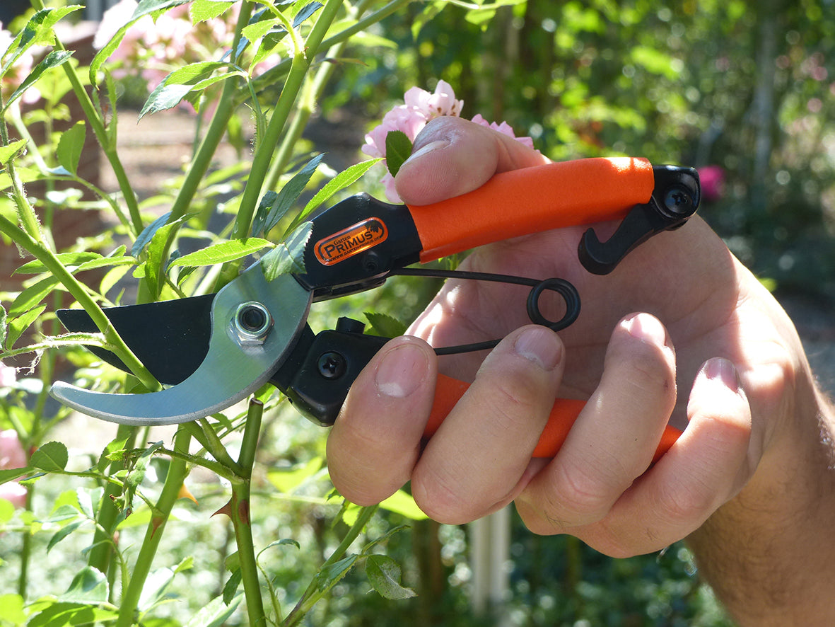 Rosen schneiden mit der extra handlichen Rosenschere für Damen