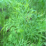 Dill biogartenladen
