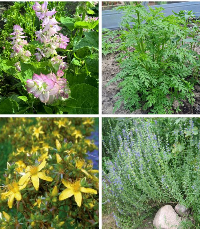 Duftender Kräutergarten mit Muskatellersalbei, Johanniskraut, Artemisia annua und Ysop – BIO Kräuter für einen Garten voller Düfte, Farben sowie Bienen und Schmetterlinge.