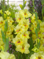 BIO Blumenzwiebeln Gladiolen Maxial 10 St.