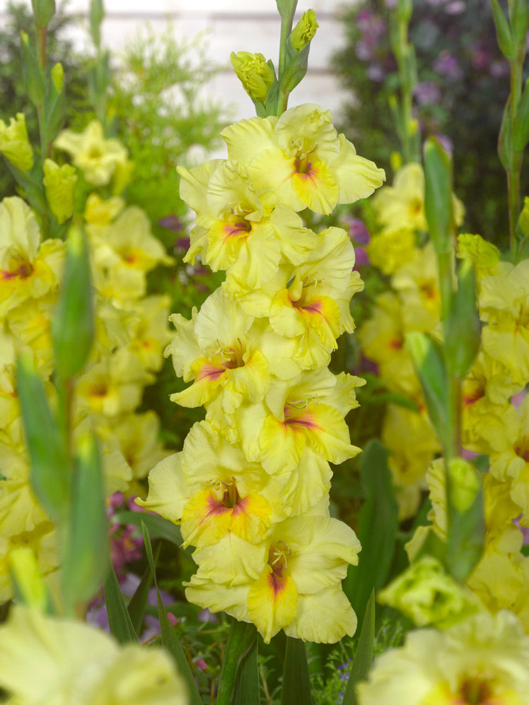 BIO Blumenzwiebeln Gladiolen Maxial 10 St.