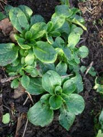 BIO Saatgut Feldsalat Utes Garten