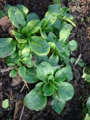 BIO Saatgut Feldsalat Utes Garten