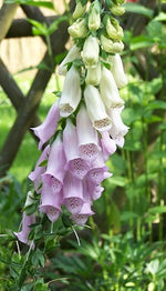 Fingerhut biogartenladen