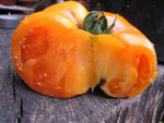 BIO Saatgut Fleischtomate Persimmon - alte traditionelle Tomatensorte