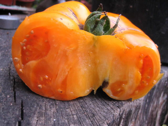 BIO Saatgut Fleischtomate Persimmon - alte traditionelle Tomatensorte