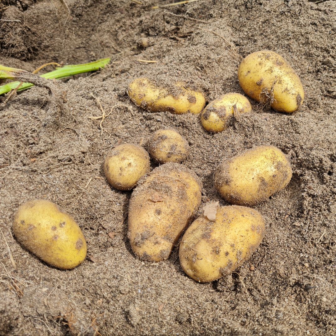 Frisch geerntete Belana Pflanzkartoffeln aus Bioland-Anbau – gelbe, ovale Knollen mit Erde, frühe festkochende Sorte für den Garten