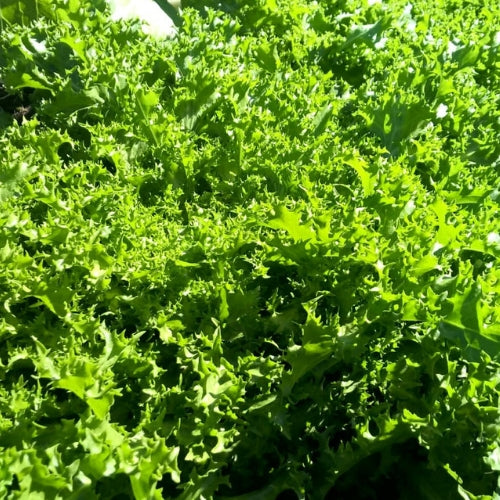 Endivie frisée Wallone biogartenladen