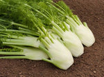 Knollenfenchel Fenno