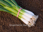 Lauchzwiebel Ischikrona
